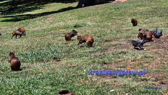 Rio miasto-11-19 157