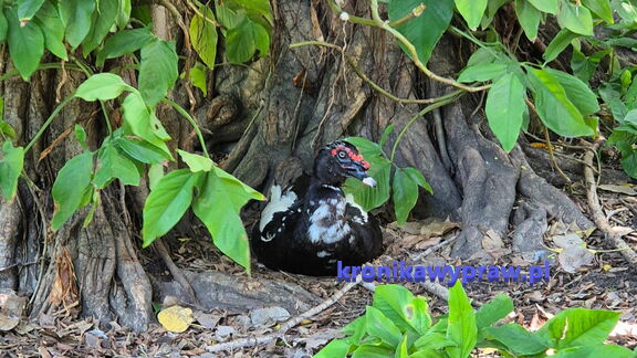 Rio miasto-11-19 201k